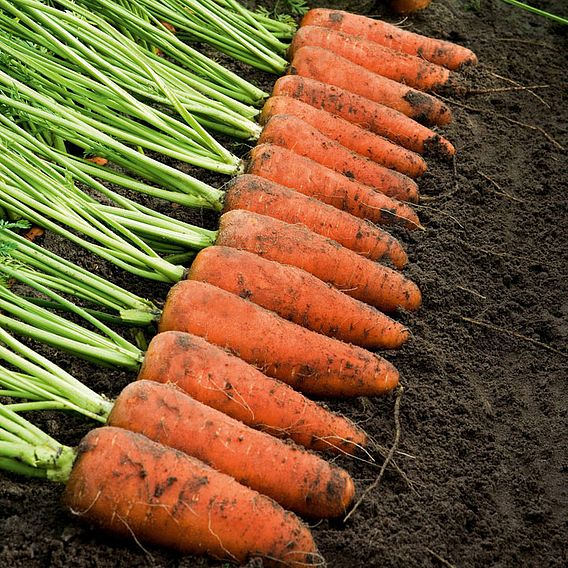 Carrot Seeds - Cascade F1