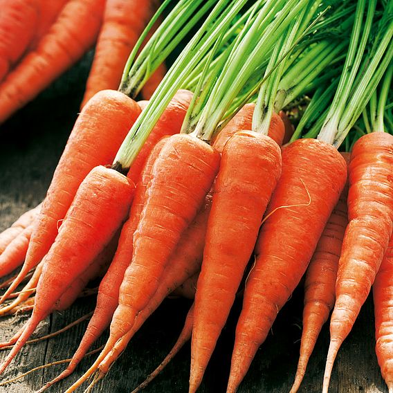 Carrot Seeds - Chantenay Red Cored 2