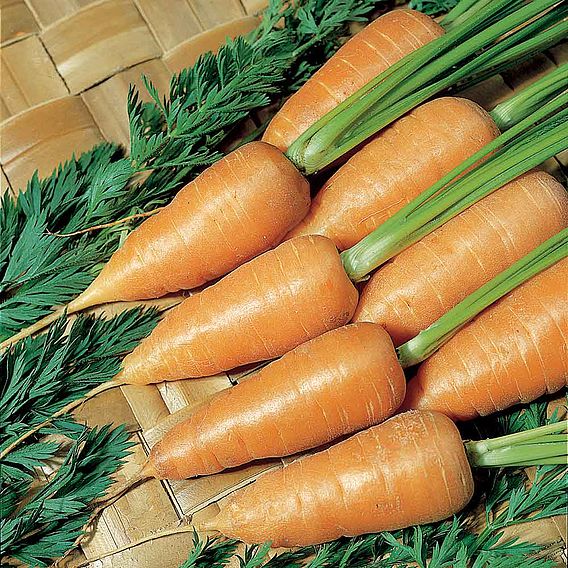 Carrot Seeds - Chantenay Red Cored 2