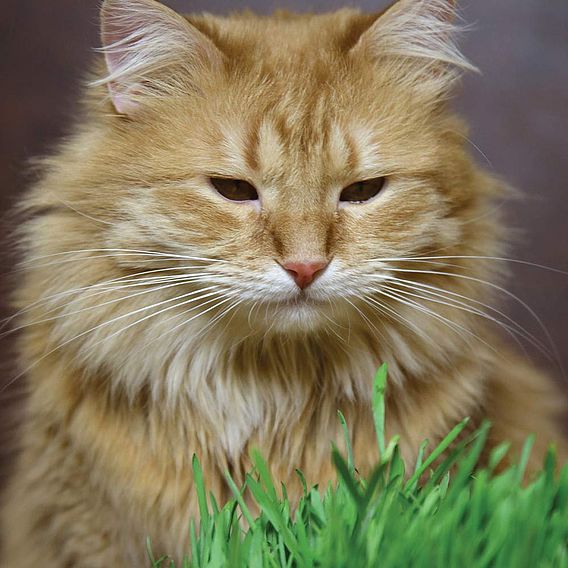 Cat Grass - Seeds