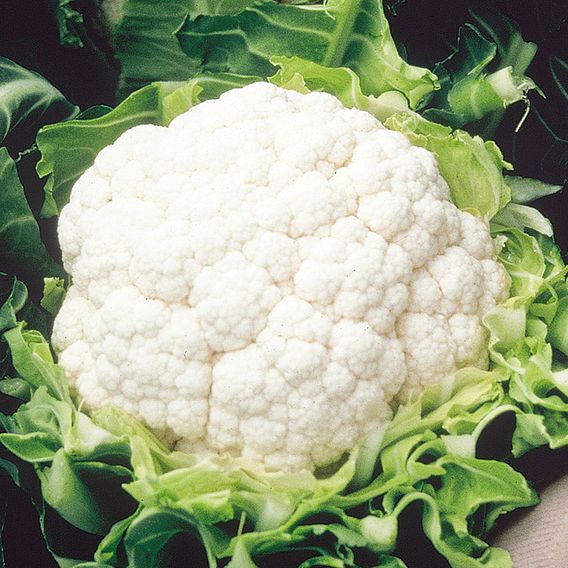 Cauliflower 'Aalsmeer' - Seeds