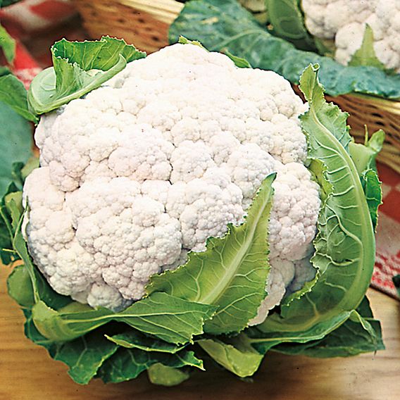 Cauliflower Seeds - Snowball