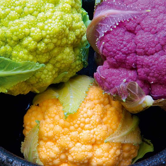 Cauliflower Tricolour Collection