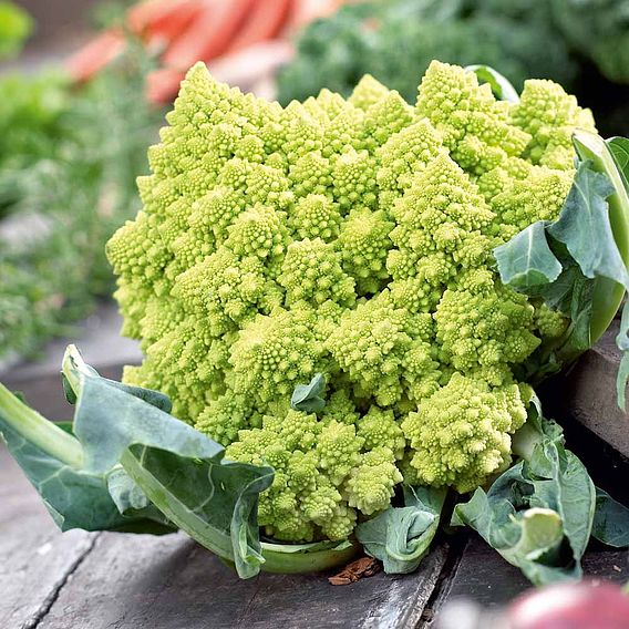 Cauliflower Romanesco Continuity Collection