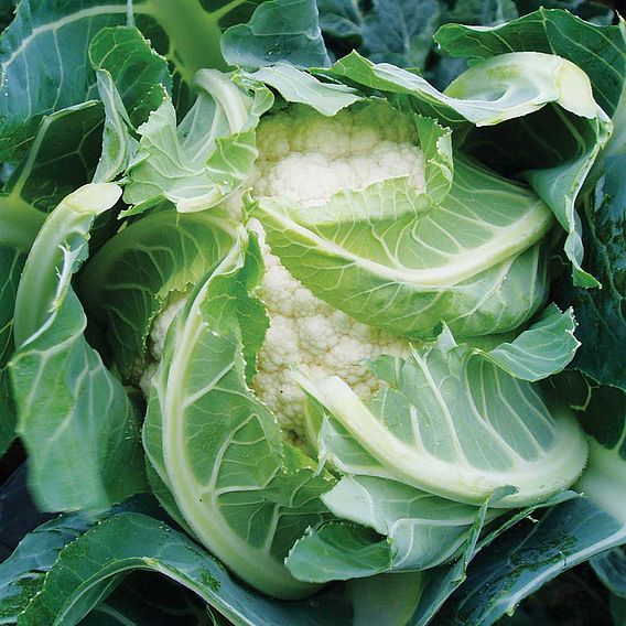 Late Cropping Brassicas 'Our Collection'