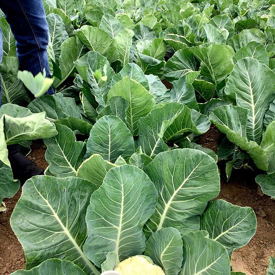 Cauliflower 'Speed Star' F1 - Seeds