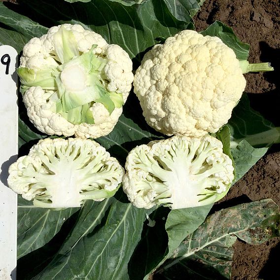Cauliflower 'Speed Star' F1 - Seeds