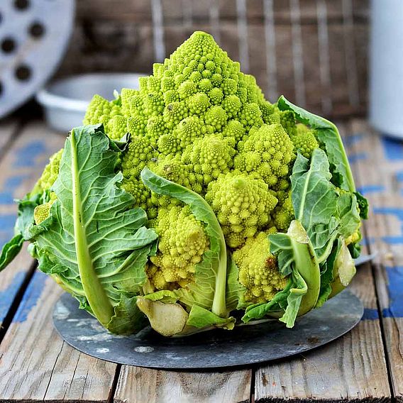 Cauliflower 'Romanesco' - Organic Seeds