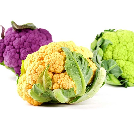 Cauliflower Tricolour Collection