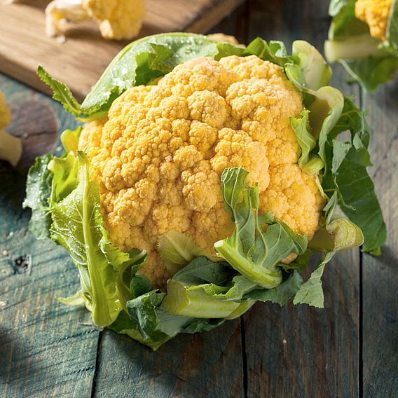 Cauliflower 'Cheddar' F1 - Seeds