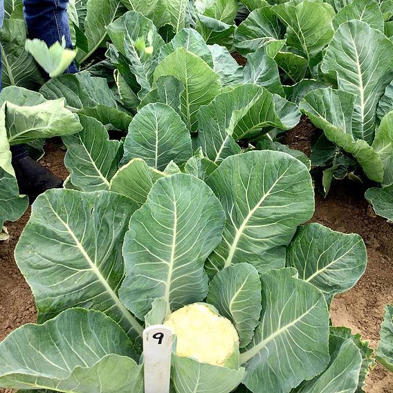 Cauliflower 'Speed Star' F1 - Seeds