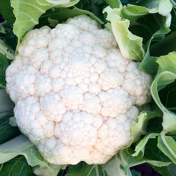 Cauliflower 'Zaragoza' F1 - Seeds