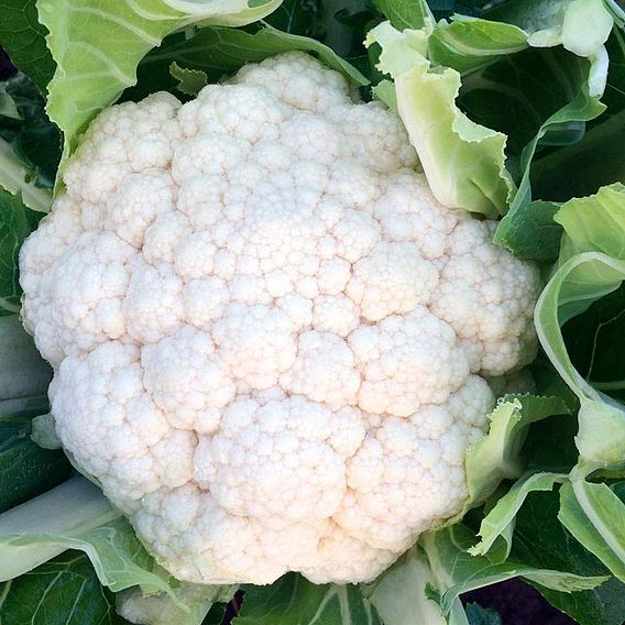 Cauliflower Seeds - Zaragoza F1