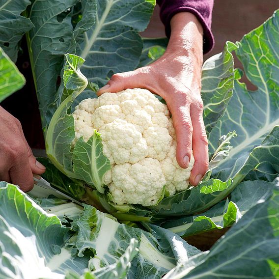Cauliflower 'All The Year Round' - Seeds
