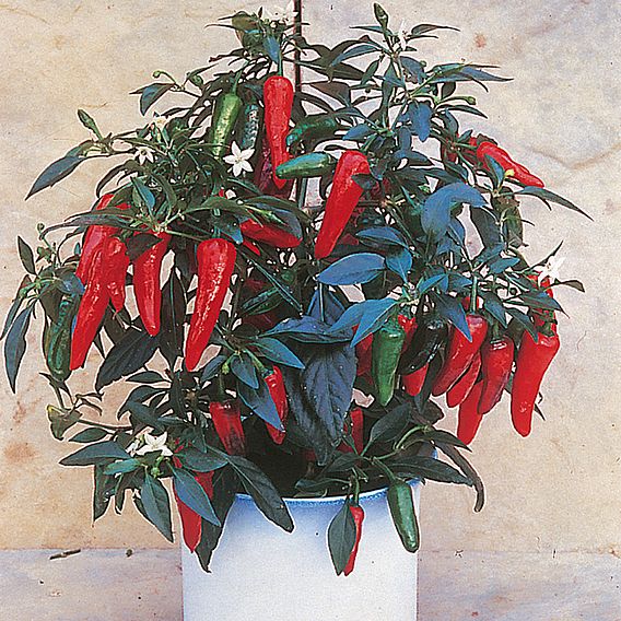 Chilli Pepper 'Apache' F1 - Seeds