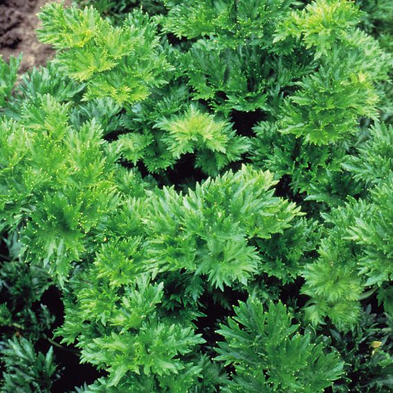 Celery 'Par-Cel' - Seeds