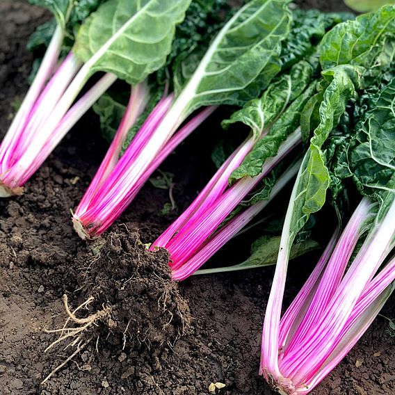 Chard 'Peppermint' - Seeds