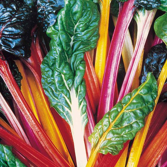 Leaf Beet (Organic) Seeds - Rainbow Chard