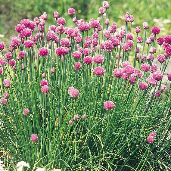 Chives Seeds