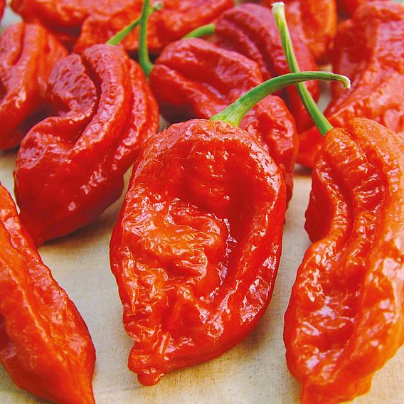 Chilli Pepper 'Bhut Jolokia Fiery Furnace' - Seeds