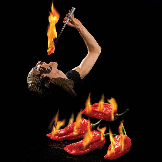 Chilli Pepper 'Bhut Jolokia Fiery Furnace' - Seeds