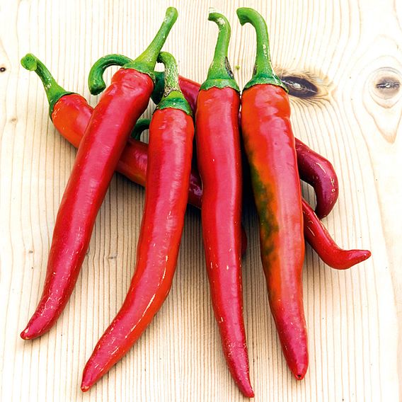 Pepper Chilli Seeds - Romital F1