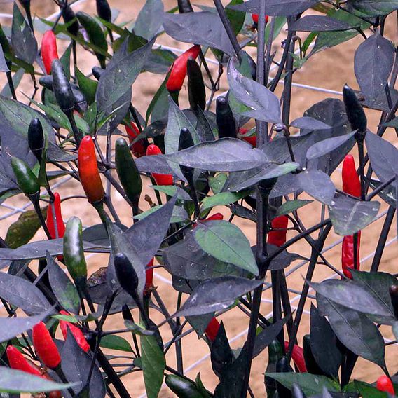 Chilli Pepper 'Zimbabwe Black' - Seeds