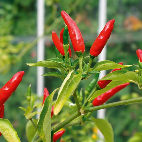 Chilli Pepper Plant - Tabasco