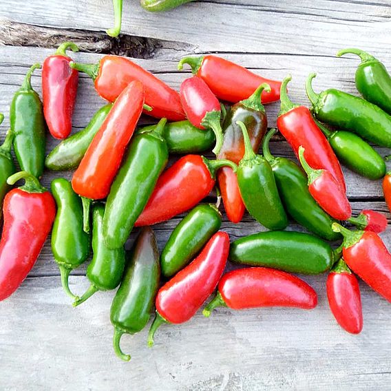 Chilli Pepper 'Jalapeno' - Seeds