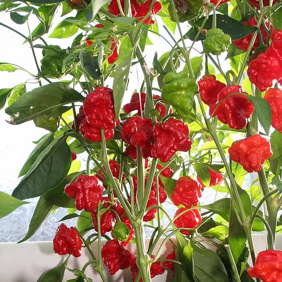 Chilli Pepper Plant - Scotch Bonnet Red