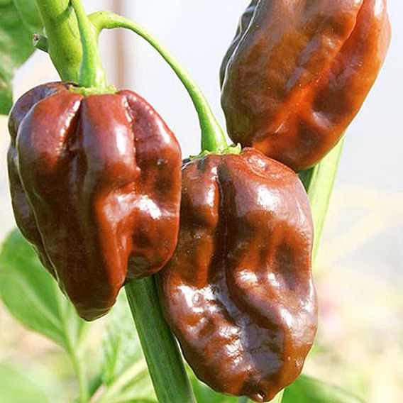 Chilli Pepper 'Chocolate Habanero' - Seeds