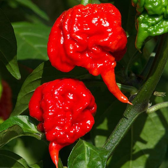 Chilli Pepper Hot Patio 'Carolina Reaper'
