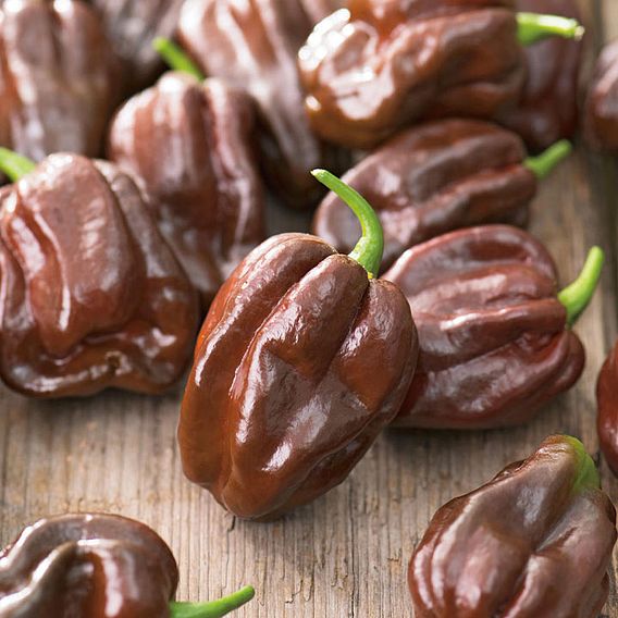 Chilli Pepper 'Chocolate Habanero' - Seeds