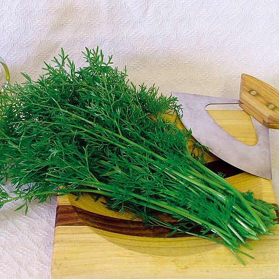 Coriander Confetti Seeds