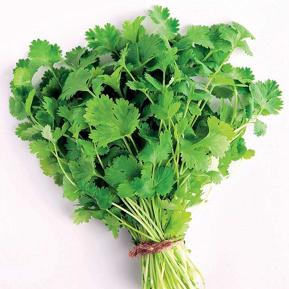 Coriander - Seeds