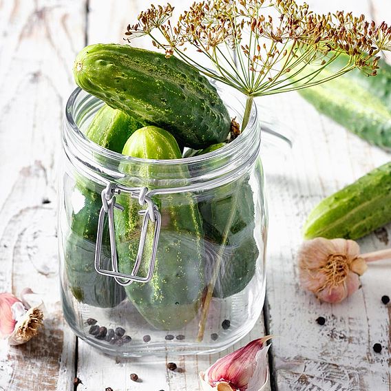Cucumber Seeds - Venlo Pickling (Cornichon)
