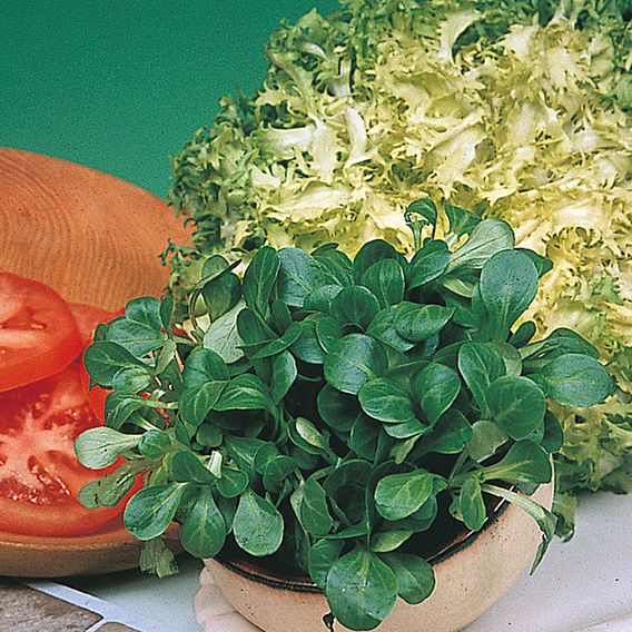 Corn Salad 'Large Leaved' - Seeds