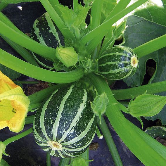 Courgette Seeds - Piccolo F1