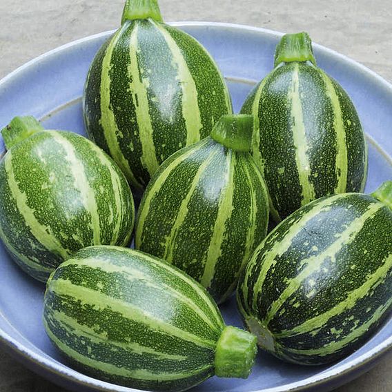 Courgette Seeds - Piccolo F1