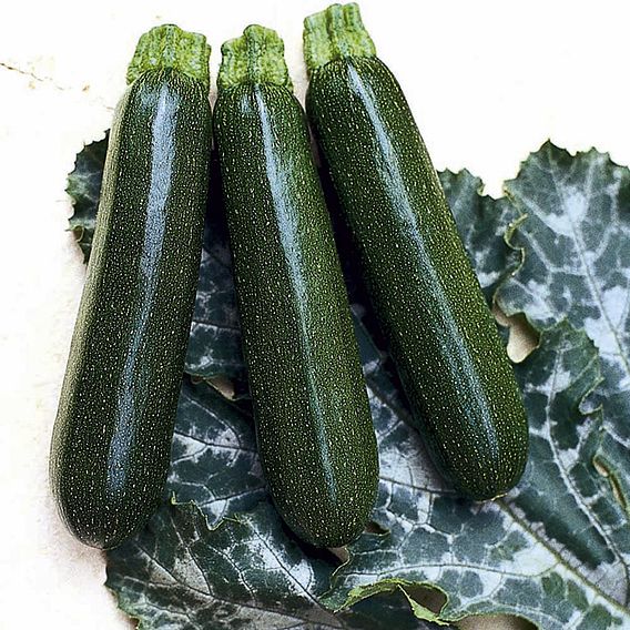 Courgette Seeds- Tosca F1