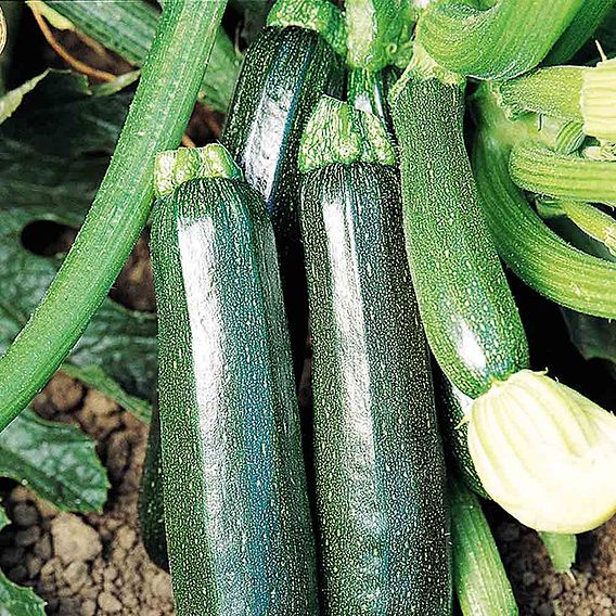 Courgette Seeds - Sure Thing Hybrid F1