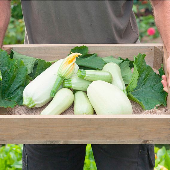 Courgette 'Lungo Bianco' - Seeds