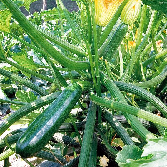 Courgette 'Syros' F1 - Seeds