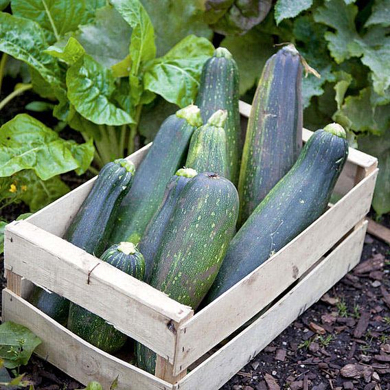 Courgette (Organic) Seeds - Black Beauty