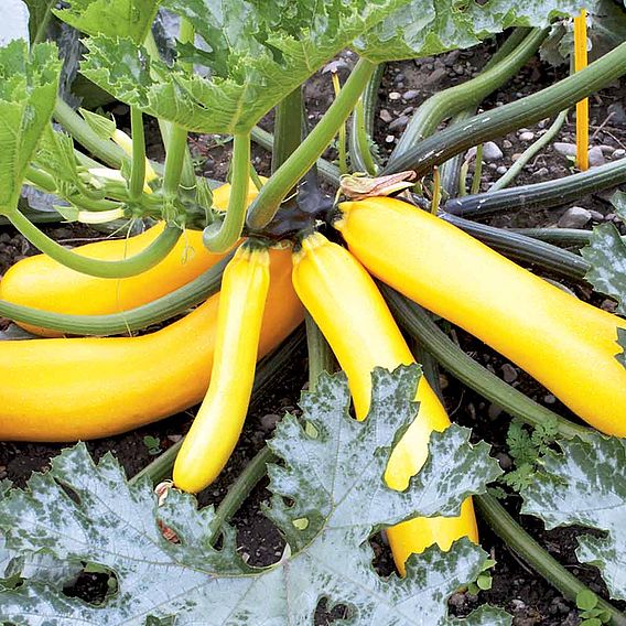 Courgette 'Golden Zucchini' - Organic Seeds