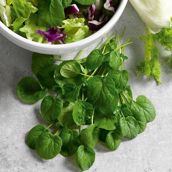 Cress 'American Or Land' - Seeds