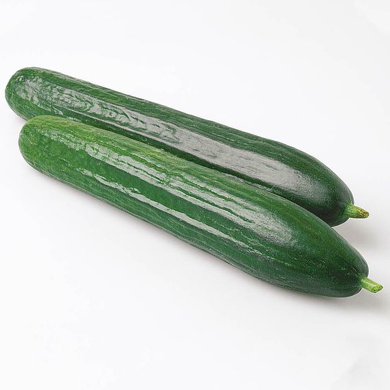 Cucumber 'Carmen' F1 - Seeds