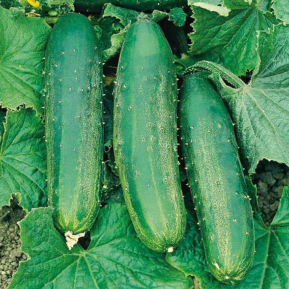 Cucumber 'Burpees Bush Champion' F1 - Seeds
