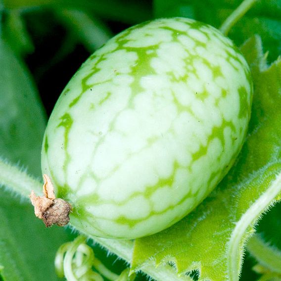 Cucamelon 'Melothria Scabra' - Seeds