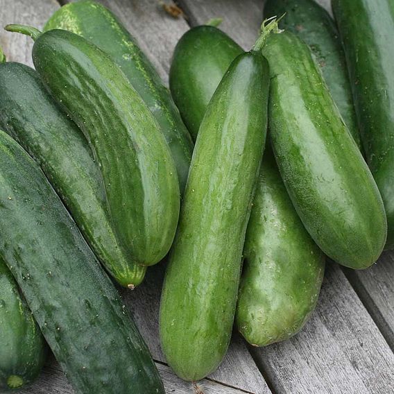 Cucumber 'Mini Stars' F1 Hybrid (Grafted)